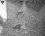 Capi_Dubne_20260513_042503.jpg