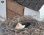 Capi_Dubne_20260513_051004.jpg