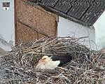 Capi_Dubne_20260513_051503.jpg