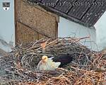 Capi_Dubne_20260513_053502.jpg