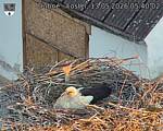 Capi_Dubne_20260513_054002.jpg