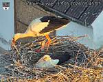 Capi_Dubne_20260513_054503.jpg