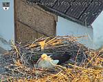 Capi_Dubne_20260513_055002.jpg