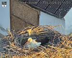Capi_Dubne_20260513_055503.jpg