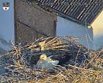 Capi_Dubne_20260513_060502.jpg