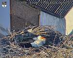 Capi_Dubne_20260513_061003.jpg
