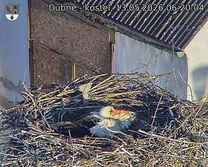 Capi_Dubne_20260513_062004.jpg (1350&nbsp;x&nbsp;1080)