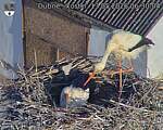 Capi_Dubne_20260513_063004.jpg