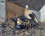 Capi_Dubne_20260513_065002.jpg