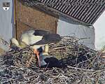 Capi_Dubne_20260513_065504.jpg