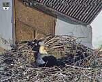 Capi_Dubne_20260513_070002.jpg
