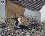Capi_Dubne_20260513_070503.jpg