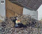 Capi_Dubne_20260513_071004.jpg
