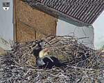 Capi_Dubne_20260513_072003.jpg
