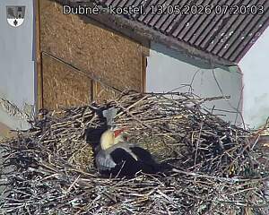 Capi_Dubne_20260513_072003.jpg (1350&nbsp;x&nbsp;1080)