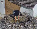 Capi_Dubne_20260513_072504.jpg