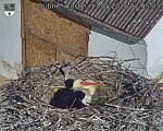 Capi_Dubne_20260513_074503.jpg