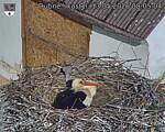 Capi_Dubne_20260513_080504.jpg