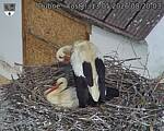 Capi_Dubne_20260513_082003.jpg