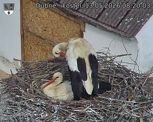 Capi_Dubne_20260513_082003.jpg (1350&nbsp;x&nbsp;1080)
