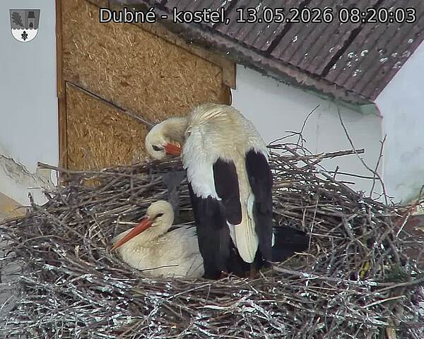 Capi_Dubne_20260513_082003.jpg (1350&nbsp;x&nbsp;1080)