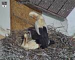 Capi_Dubne_20260513_082504.jpg