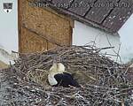 Capi_Dubne_20260513_084002.jpg