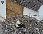 Capi_Dubne_20260513_084503.jpg