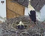 Capi_Dubne_20260513_094504.jpg