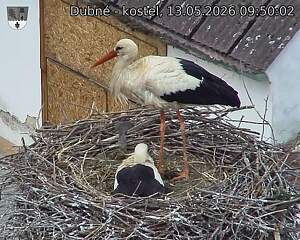 Capi_Dubne_20260513_095002.jpg (1350&nbsp;x&nbsp;1080)