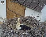 Capi_Dubne_20260513_100503.jpg