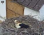 Capi_Dubne_20260513_101002.jpg