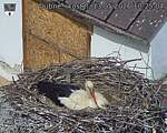 Capi_Dubne_20260513_102504.jpg