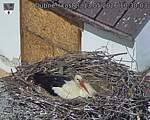 Capi_Dubne_20260513_103003.jpg