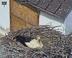 Capi_Dubne_20260513_104002.jpg