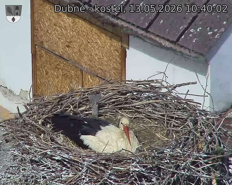 Capi_Dubne_20260513_104002.jpg (1350&nbsp;x&nbsp;1080)