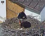 Capi_Dubne_20260513_104502.jpg
