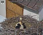 Capi_Dubne_20260513_110502.jpg