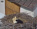 Capi_Dubne_20260513_111003.jpg