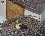 Capi_Dubne_20260513_111502.jpg