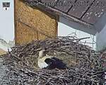 Capi_Dubne_20260513_112002.jpg
