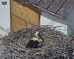 Capi_Dubne_20260513_115004.jpg