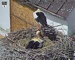 Capi_Dubne_20260513_115503.jpg