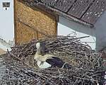 Capi_Dubne_20260513_121005.jpg