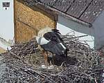 Capi_Dubne_20260513_122505.jpg
