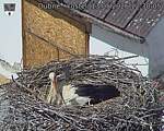 Capi_Dubne_20260513_123005.jpg