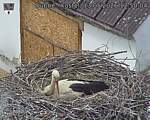 Capi_Dubne_20260513_125004.jpg