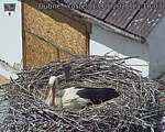 Capi_Dubne_20260513_131003.jpg