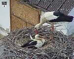 Capi_Dubne_20260513_133502.jpg