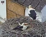Capi_Dubne_20260513_134002.jpg